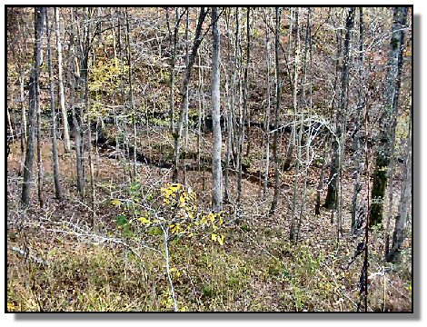 Tennessee Farm Property - 1650 -  one of the creeks & woods view