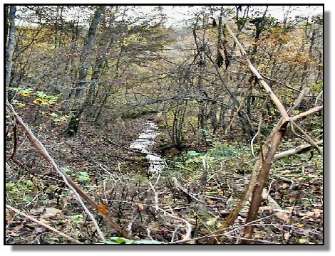 Tennessee Farm Property - 1650 -  one of the creeks & woods view 2