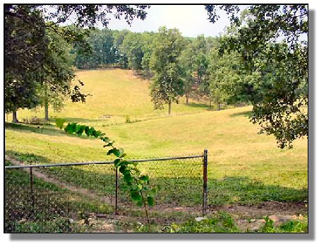 Tennessee Real Estate - Farmette Property - 1582 - rolling fields-4